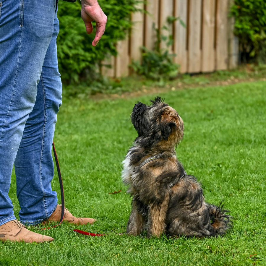 dog obedience training